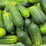 Овощная рассада